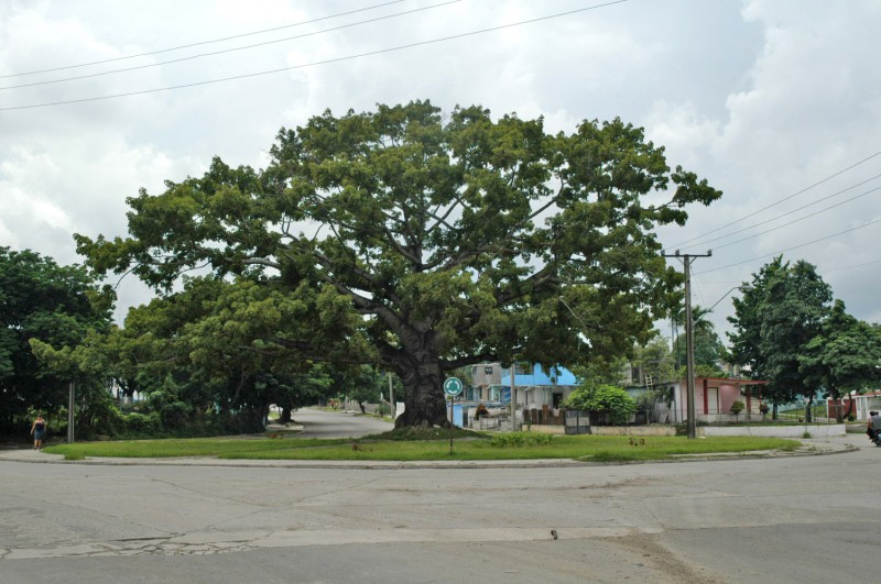 The Legendary Ceiba Tree Cubapop 1757